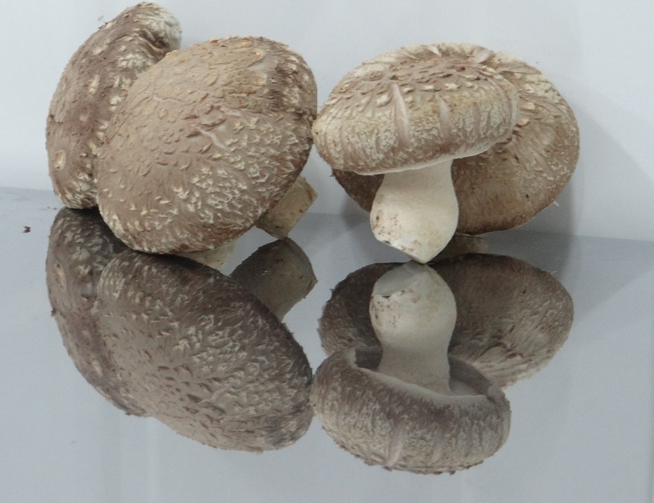 COGUMELO SHIITAKE HOCHIBRA 200g